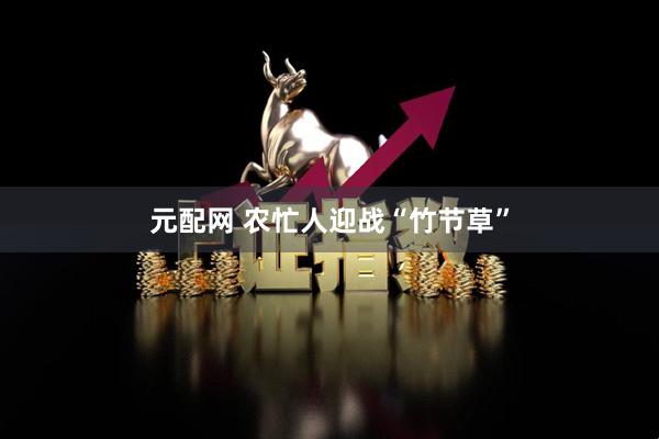 元配网 农忙人迎战“竹节草”